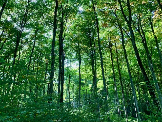 Cousu de fil… vert