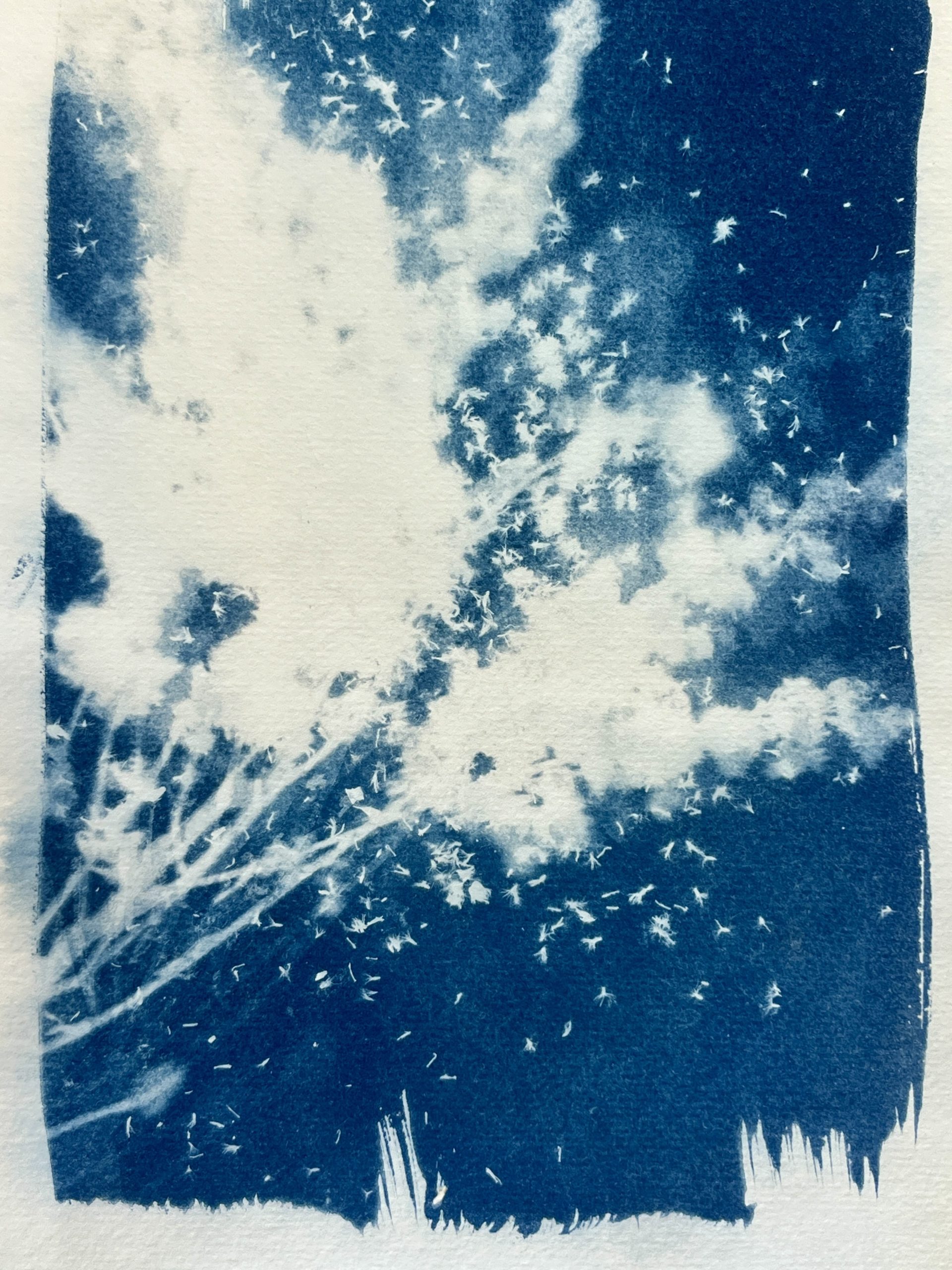 Atelier cyanotype au jardin